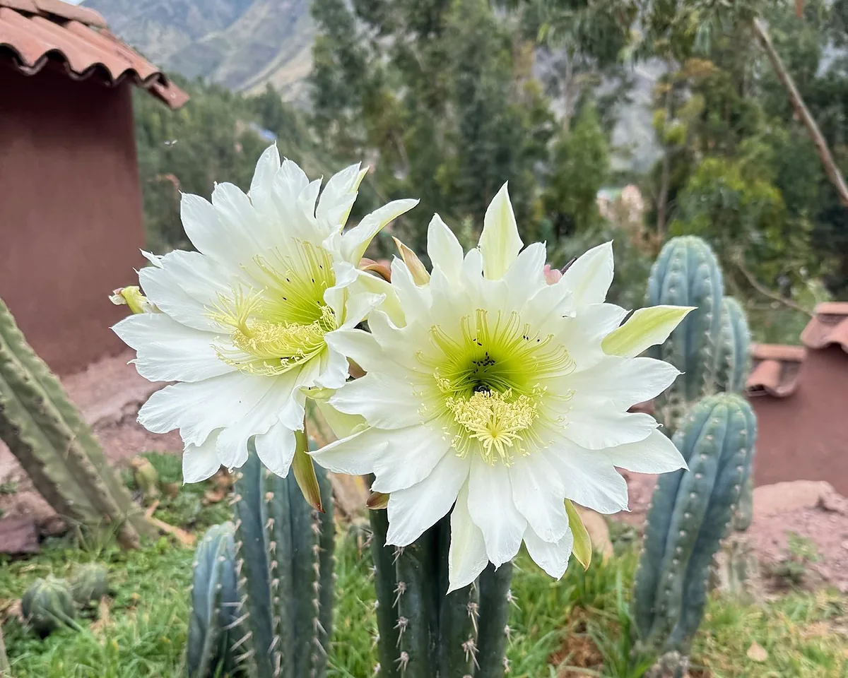 A columnar cactus carrying two open white flowers, an adobe wall and the hills behind it